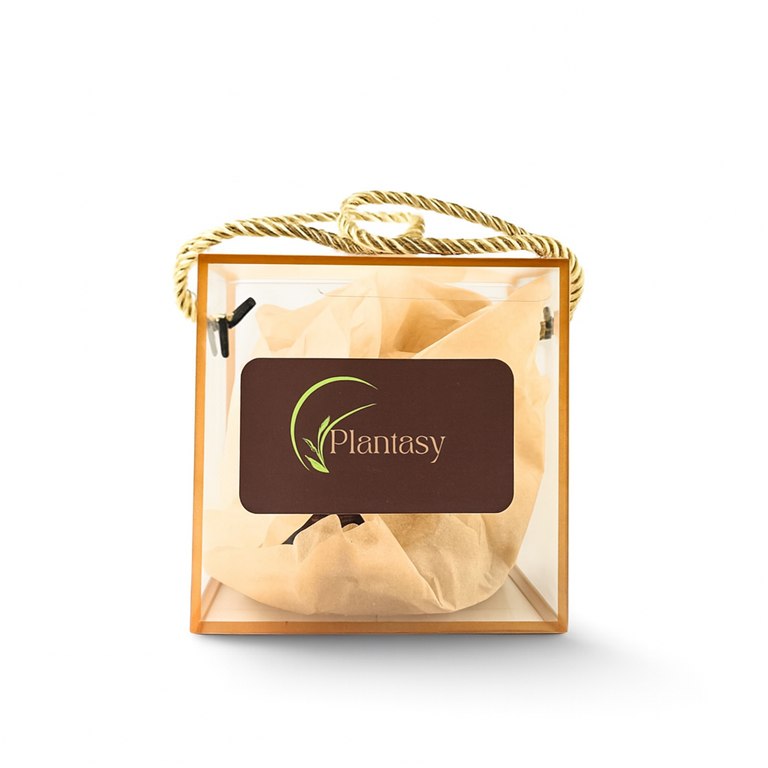 Plantasy Skincare Gift Box with Day and Night Cream